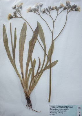 Pilosella cymosa / Trugdoldiges Mausohrhabichtskraut    V-VI  (Herbarium Dr. Wolf von Thun)