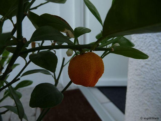 Citrus reticulata - Mandarine