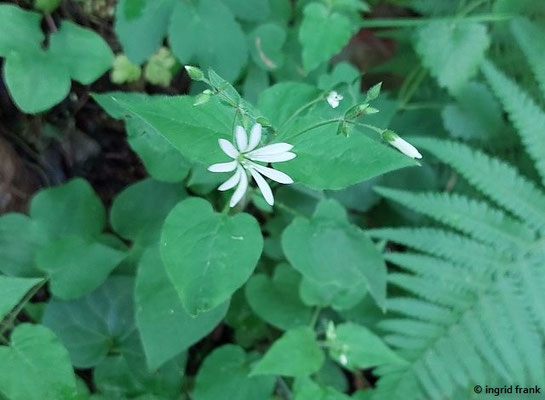 Stellaria nemorum / Wald-Sternmiere (12.05.2026; Trentino, Valsugana)