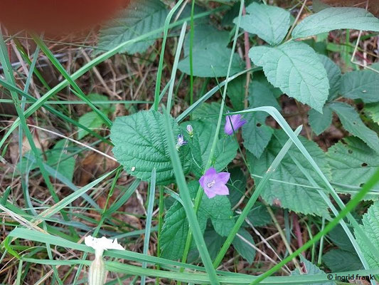 Campanula rotundifolia / Rundblättrige Glockenblume