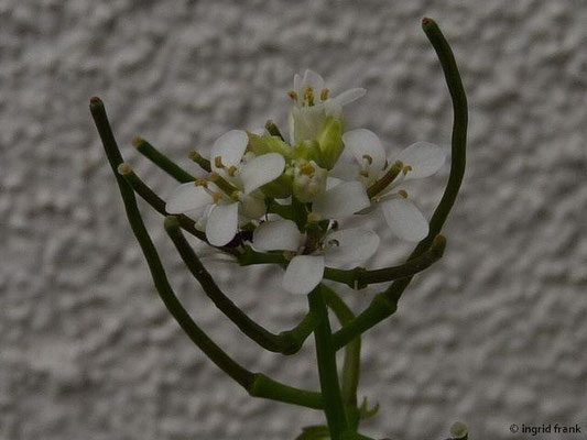 04.05.201-Alliaria petiolata - Knoblauchrauke