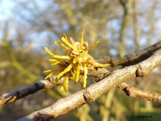 Hamamelis vernalis / Frühlings-Zaubernuss (15.01.2020; Botanischer Garten Universität Heidelberg)
