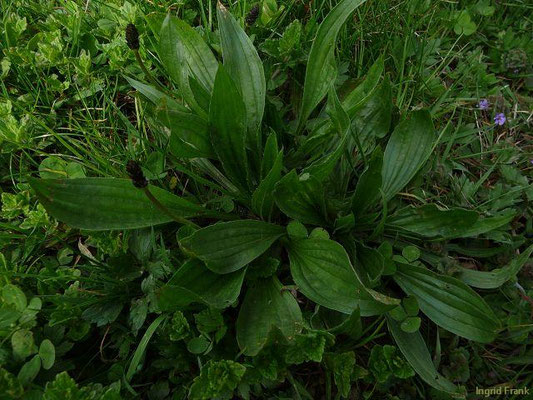 Plantago lanceolata / Spitz-Wegerich