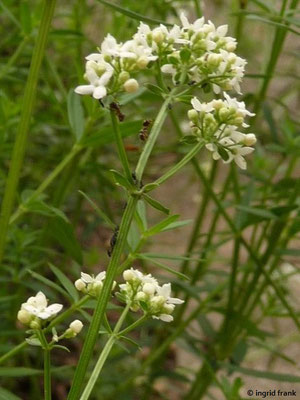 Galium boreale / Norisches Labkraut