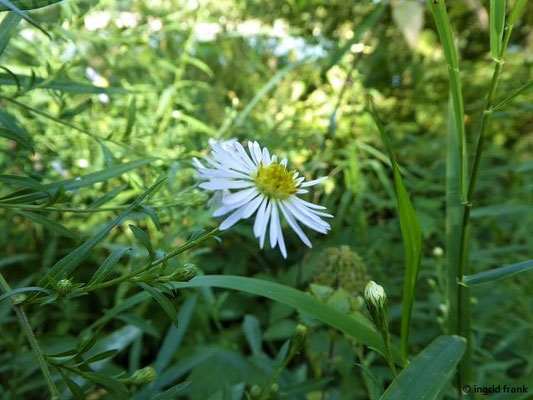 Symphyotrichum lanceolatum /Lanzettblättrige Herbstaster    VIII-X