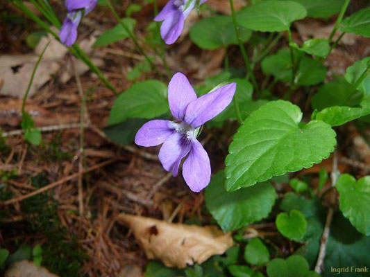 Viola reichenbachiana / Wald-Veilchen