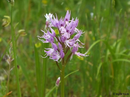 Orchis italica / Italienische Orchis   (01.05.2019; Italien, Toskana, Halbinsel Monte Argentario)