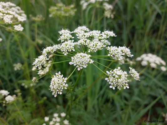 Chaerophyllum aureum / Gol-Kälberkropf  (25.05.2025; Heidelberg, nördliches Neckarufer)