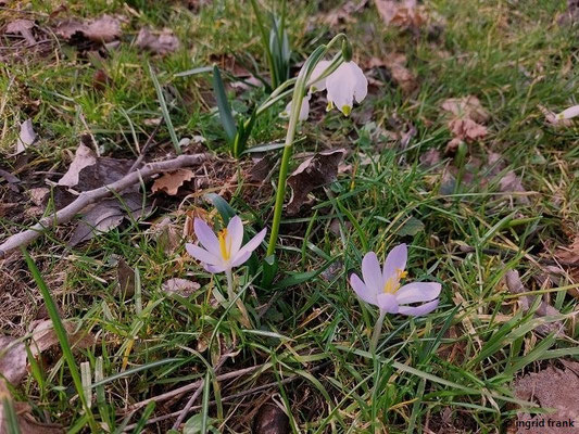 16.02.2024, Alter Obstgarten an der Schwarzach bei Madenreute: Crocus tommasinianus / Tommasini-Krokus, Elfen-Krokus