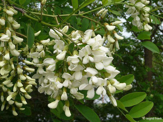 Robinia pseudoacacia / Robinie, Falsche Akazie  (14.05.2011; Berlin-Köpenick)