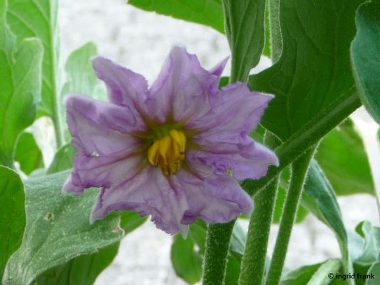 Solanum melongena / Aubergine