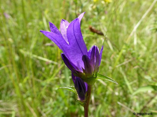 Campanula glomerata - Knäuel-Glockenblume