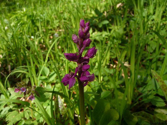 Orchis mascula / Männliches Knabenkraut