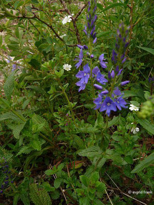 Veronica teucrium / Großer Ehrenpreis    VI-VII