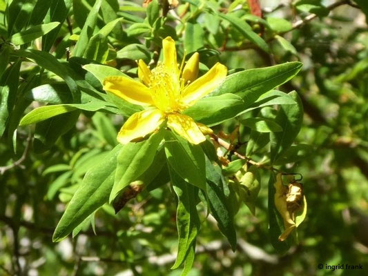 Hypericum canariense - Kanaren-Johanniskraut    (III-VII)