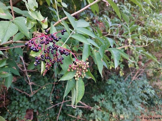 15.07.2023: Sambucus nigra / Schwarzer Holunder