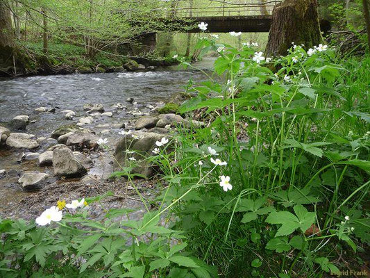 Ranunculus aconitifolius / Eisenhutblättriger Hahnenfuß