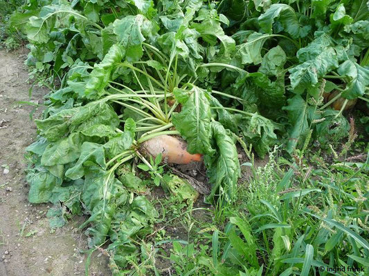 Beta vulgaris ssp. vulgaris - Runkelrübe