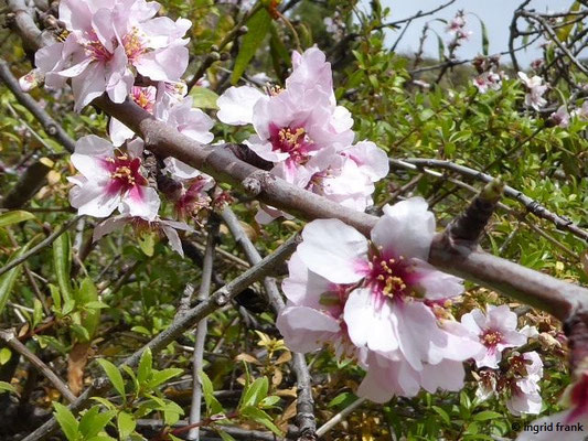 Prunus dulcis - Mandelbaum (La Palma)