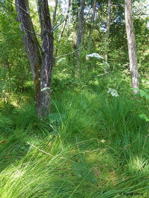 Peucedanum palustre - Sumpf-Haarstrang