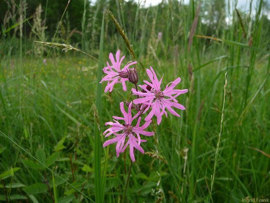 Lychnis flos-cuculi - Kuchucks-Lichtnelke