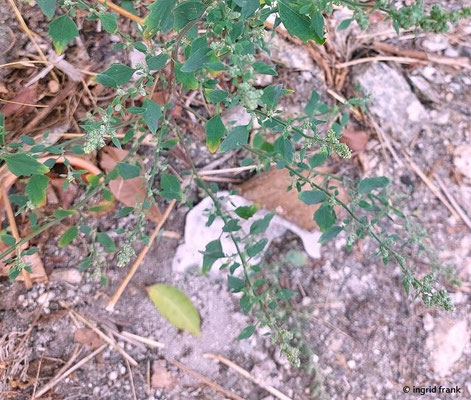 Chenopodium album / Weißer Gänsefuß
