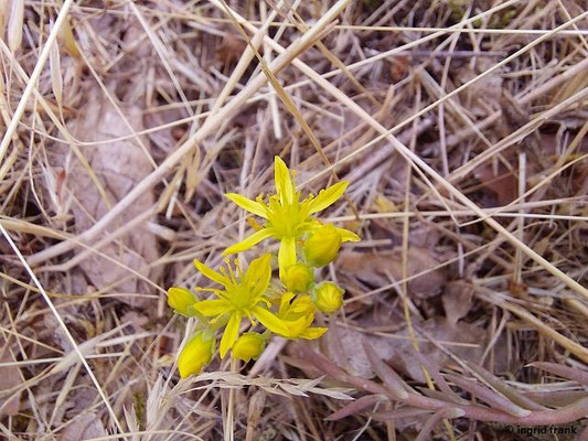Sedum rupestre / Felsen-Mauerpfeffer, Tripmadam