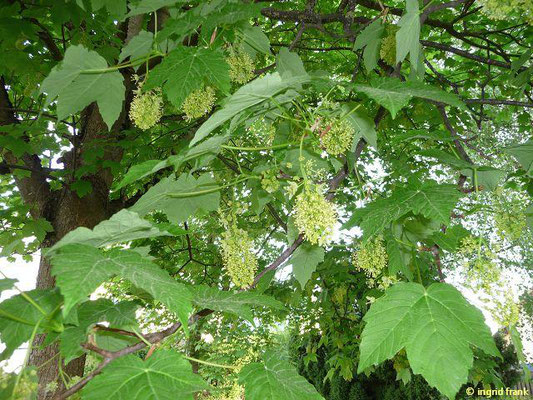 Acer pseudoplatanus / Berg-Ahorn