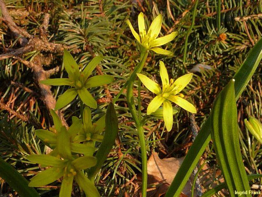 Gagea lutea / Gewöhnlicher Gelbstern