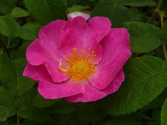 Rosa gallica / Essig-Rose (11.06.2016; Botanischer Garten Universität Heidelberg)