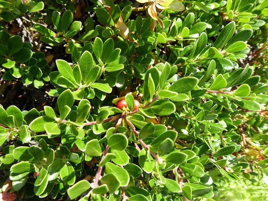 Arctostaphylos uva-ursi / Echte Bärentraube (25.06.2022; Botanischer Garten der Universität Tübingen)