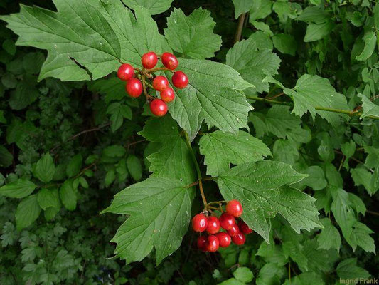 21.07.2011: Viburnum opulus / Gewöhnlicher Schneeball