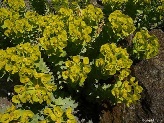 MILCHSAFT GIFTIG:  Walzen-Wolfsmilch / Euphorbia myrsinites;  Familie: Wolfsmilchgewächse / Euphorbiaceae   (Kräutergarten Kloster Inzigkofen)