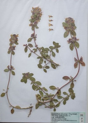 Thymus pulegioides / Quendel   (10/2007; Ihringen)  (Herbarium Dr. Wolf v. Thun)