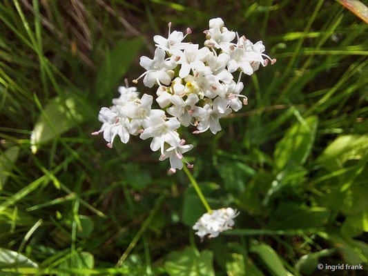 Valeriana dioica / Kleiner Baldrian  (29.06.2024; Steiermark, Schladming, Panoramaweg Planai)