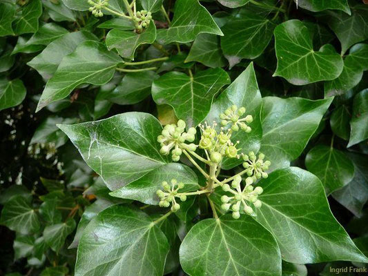 29.08.2010-Hedera helix - Efeu