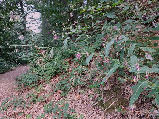 Prenanthes purpurea / Purpur-Hasenlattich  (17.08.2023; nahe bei Ruine Schauenburg)