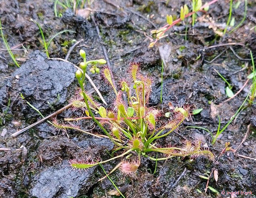 Drosera intermedia / Mittlerer Sonnentau  (02.07.2023; Botanischer Garten Universität Heidelberg)