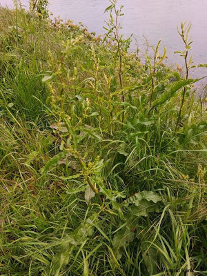 Rumex crispus / Krauser Ampfer: fast weltweit in den gemäßigten Zonen der Erde verbreitet