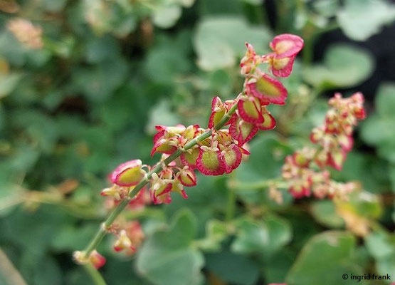 Rumex scutatus / Schil-Ampfer  (28.09.2025; Sizilien, Ätna)