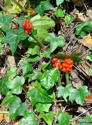 Arum maculatum / Gefleckter Aronstab   (11.08.2023; Heidelberg, Haarlassweg)