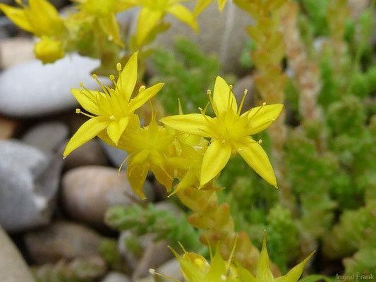 Sedum acre / Scharfer Mauerpfeffer    VI-VIII