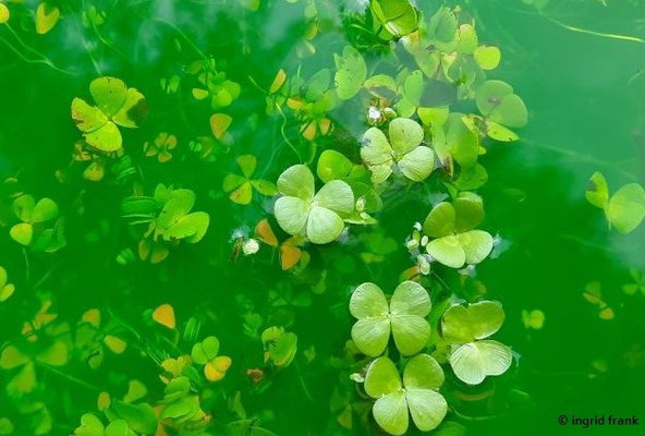 Marsilea quadrifolia / Vierblättriger Kleefarn