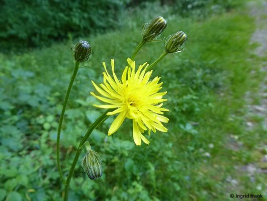 Crepis spec. / Pippau-Arten