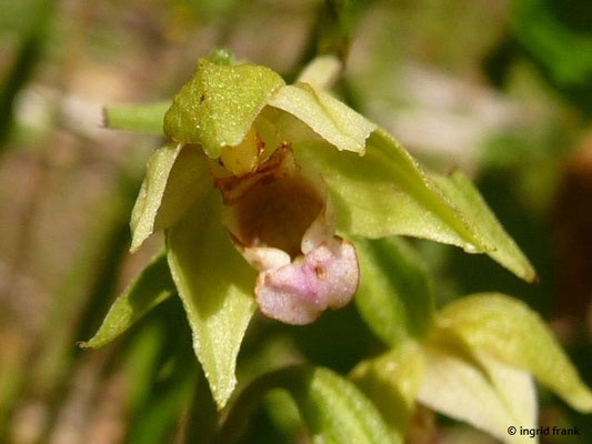 Epipactis muelleri / Müller-Ständelwurz