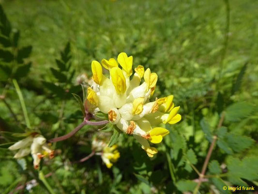 Anthyllis vulneraria / Gewöhnlicher Wundklee    V-VIII