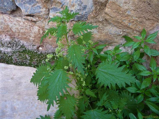 Urtica pilulifera / Pillen-Brennnessel