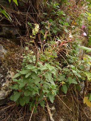 Teucrium scorodonia / Salbei-Gamander    (13.10.2015; Ravennaschlucht im Südschwarzwald)