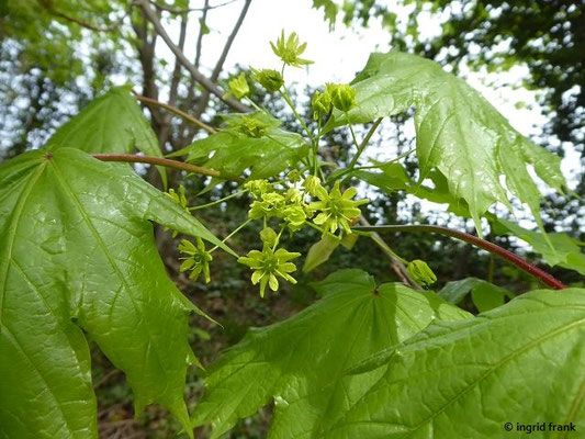 Acer platanoies / Spitz-Ahorn