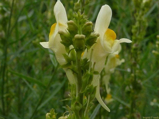 Linaria vulgaris / Gewöhnliches Leinkraut